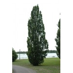 Quercus robus 'Fastigiata' - Chêne anglais pyramidal